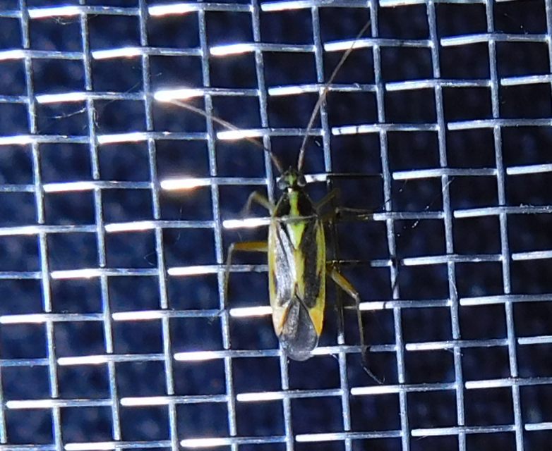 Stenotus binotatus - kétfoltos mezeipoloska