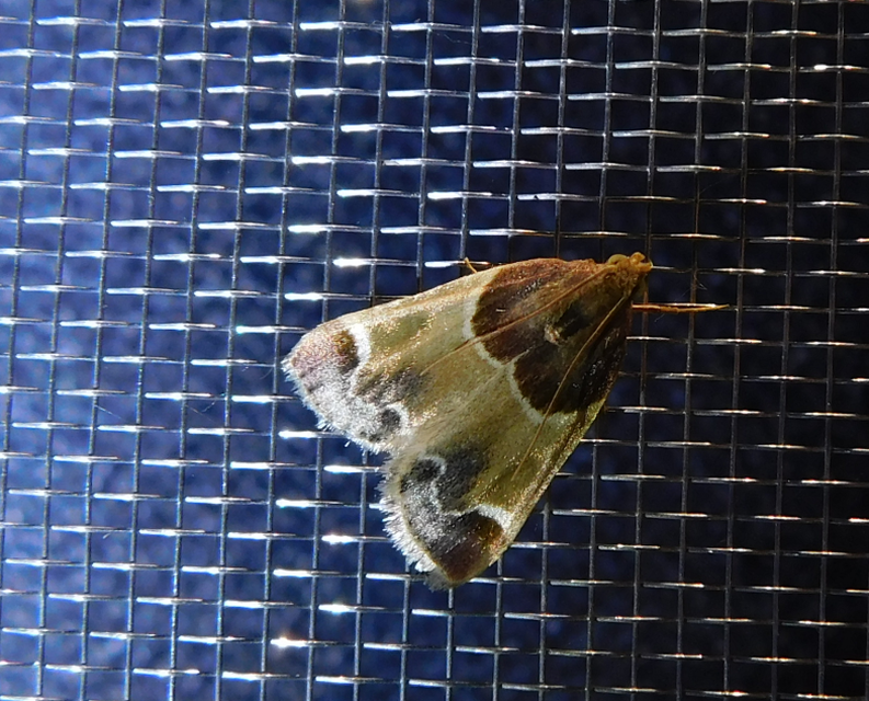 Pyralis farinalis - lisztilonca