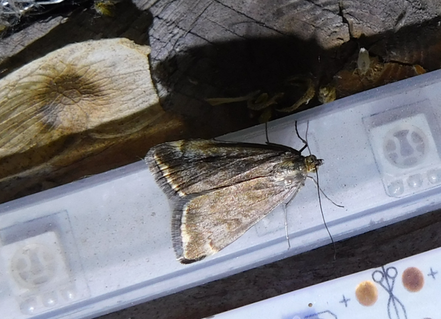 Loxostege sticticalis - muszkamoly