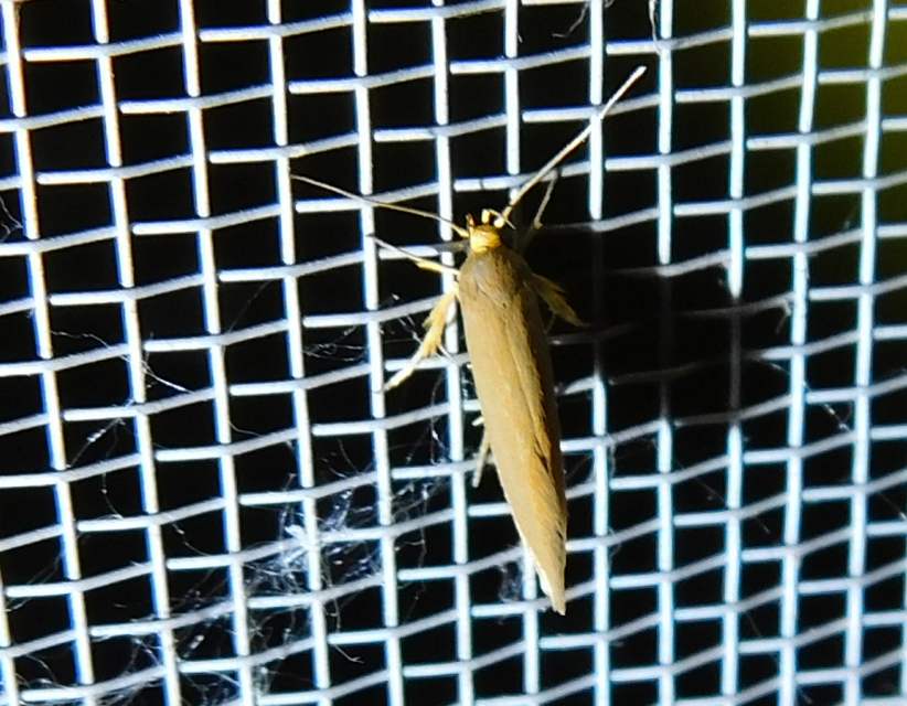 Crassa tinctella/unitella