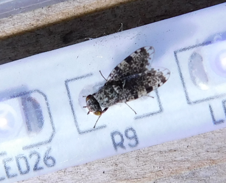 Callopistromyia annulipes - pávalégy