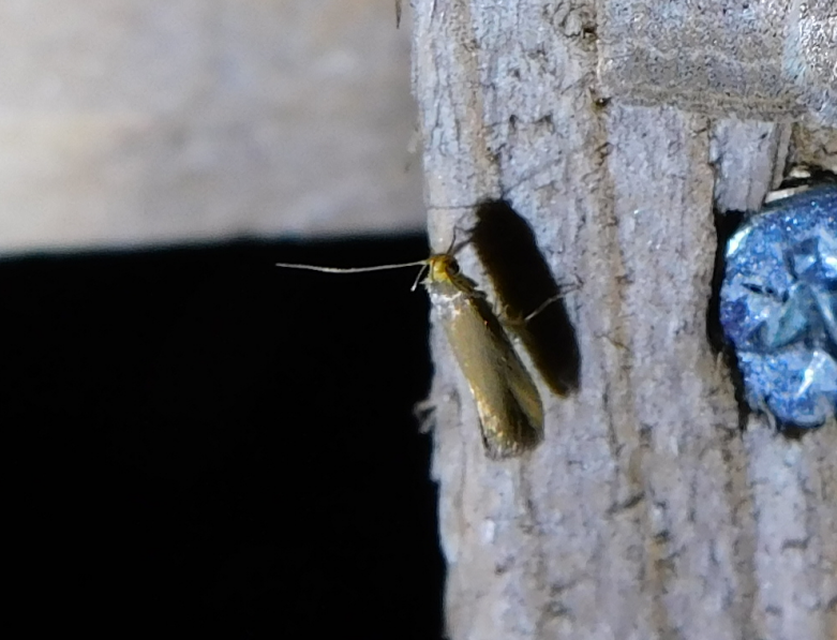 Crassa tinctella/unitella