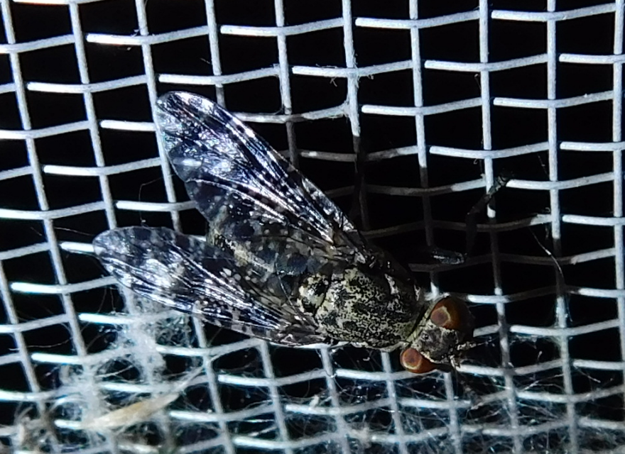 Callopistromyia annulipes - pávalégy