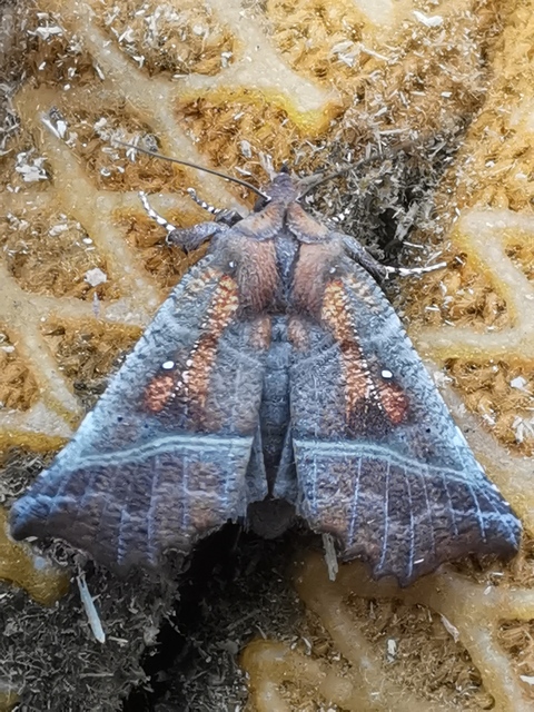 Scoliopteryx libatrix - vörös csipkésbagoly