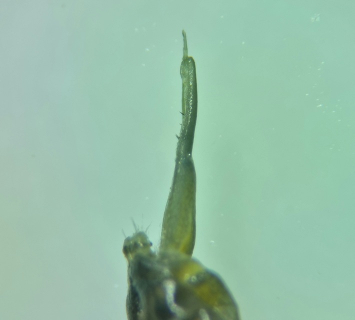 Collembola - Ugróvillások