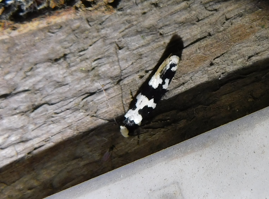 Neurothaumasia ankerella - magyarmoly