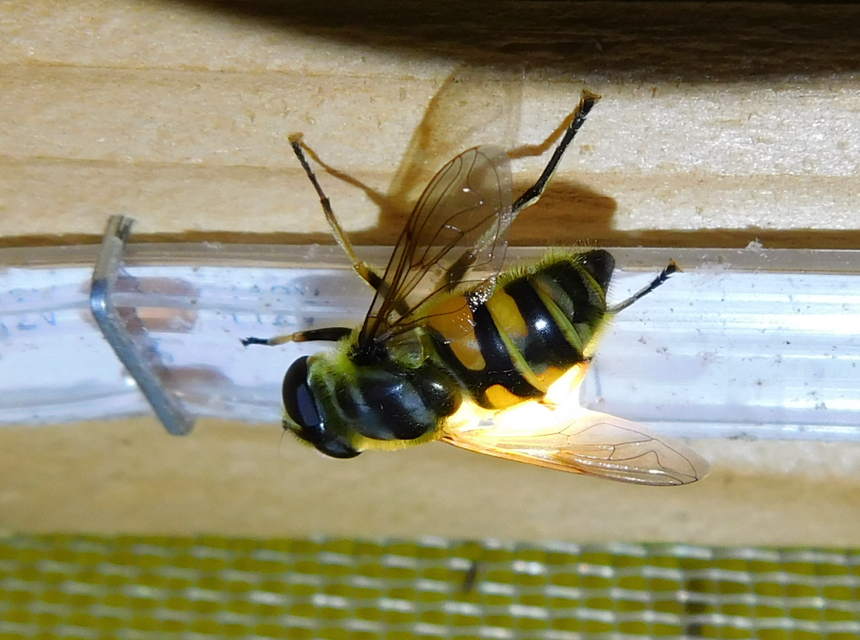 Myathropa florea - halálfejes odúlégy