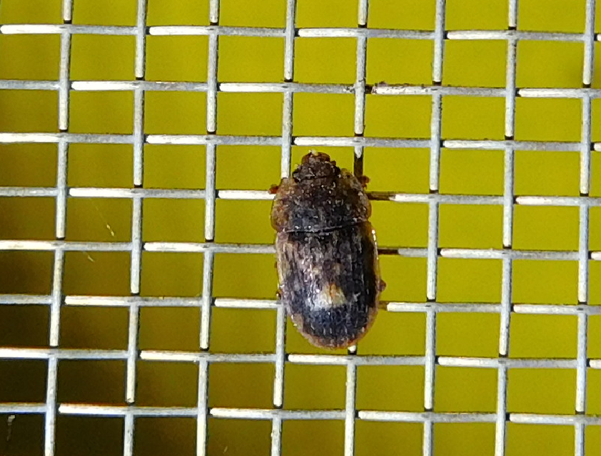 Soronia grisea - pettyegetett fénybogár