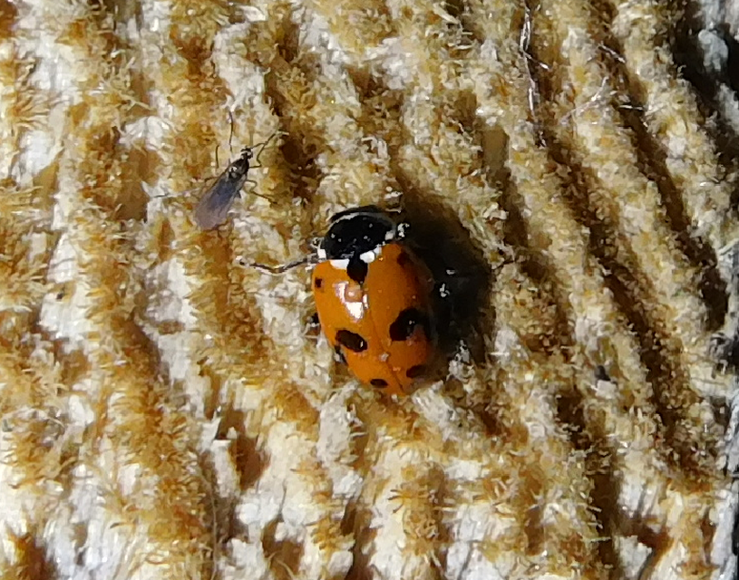 Hippodamia variegata - tizenhárompettyes katica