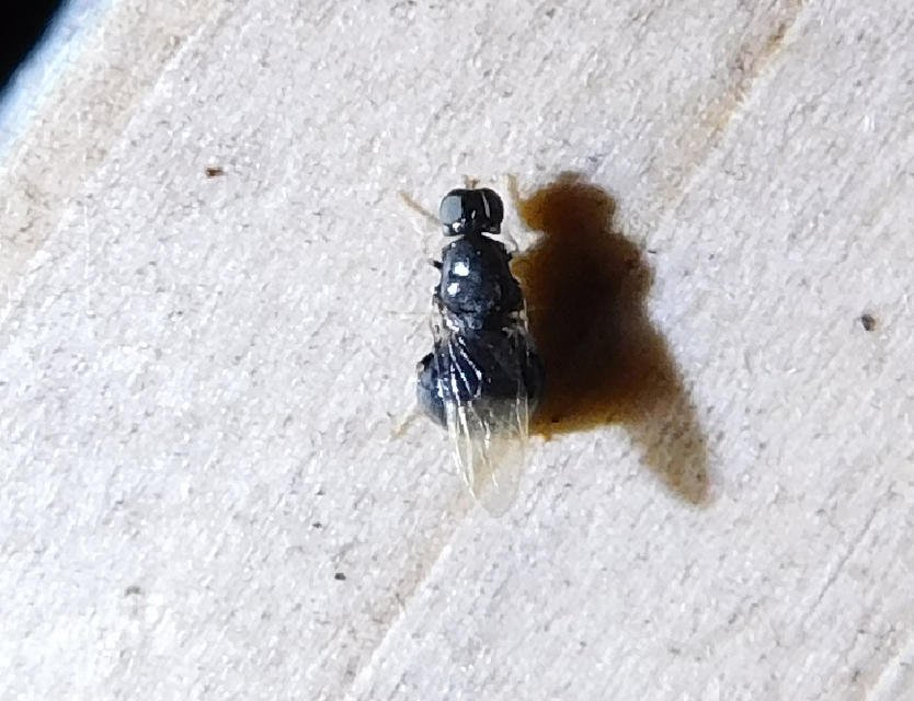Stratiomyidae - katonalégyfélék