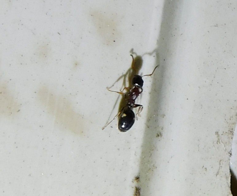 Dolichoderus quadripunctatus - négypettyes erdeihangya