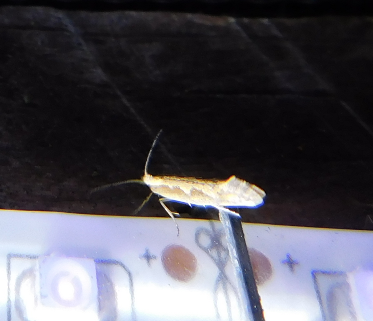 Plutella xylostella - káposztamoly