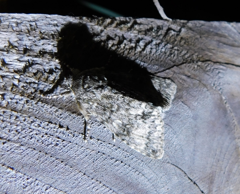 Acronicta megacephala - nagyfejű szigonyosbagoly