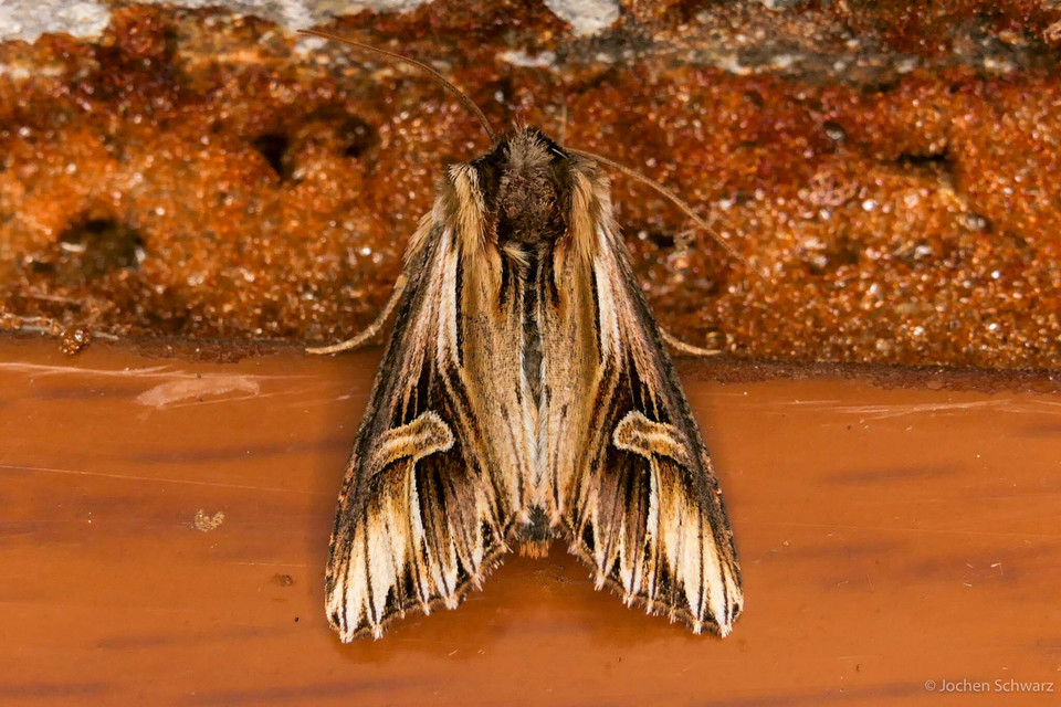 Actinotia polyodon - nagy sugarasbagoly