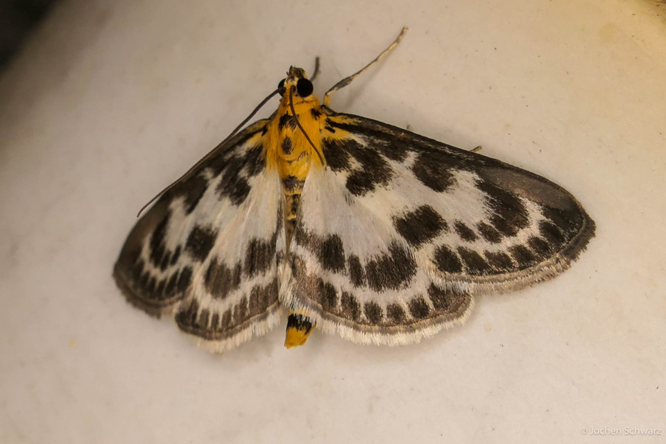 Anania hortulata - tarka csalánmoly