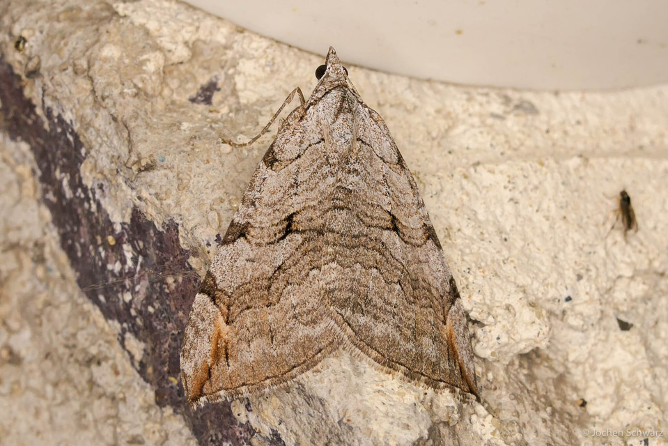 Aplocera efformata/plagiata