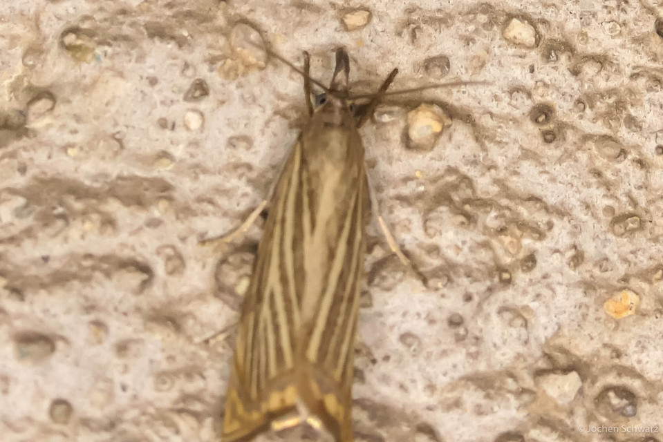 Chrysoteuchia culmella - kerti fűgyökérmoly
