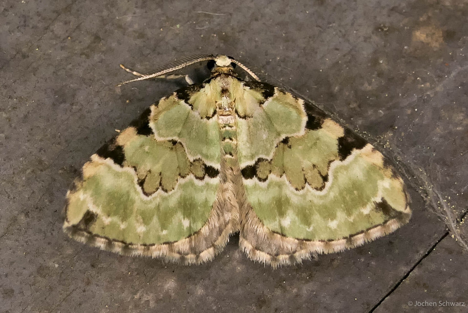 Colostygia pectinataria - zöld levélaraszoló