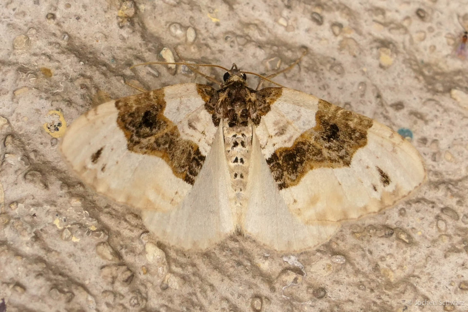 Cosmorhoe ocellata - szemes galajaraszoló