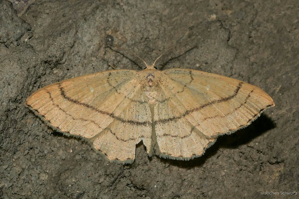 Cyclophora linearia - vonalas pettyesaraszoló