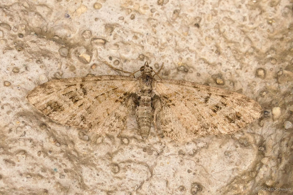 Eupithecia exiguata - sugaras törpearaszoló