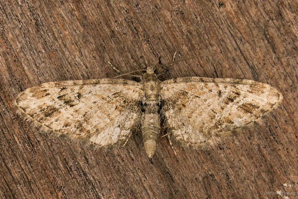 Eupithecia exiguata - sugaras törpearaszoló