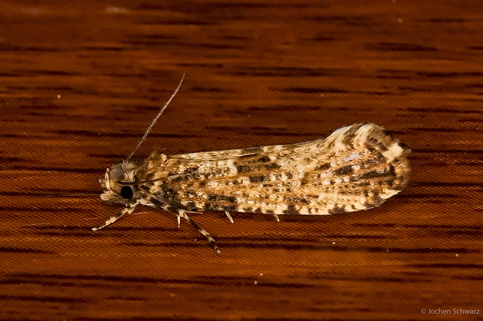 Morophaga choragella - közönséges óriásmoly