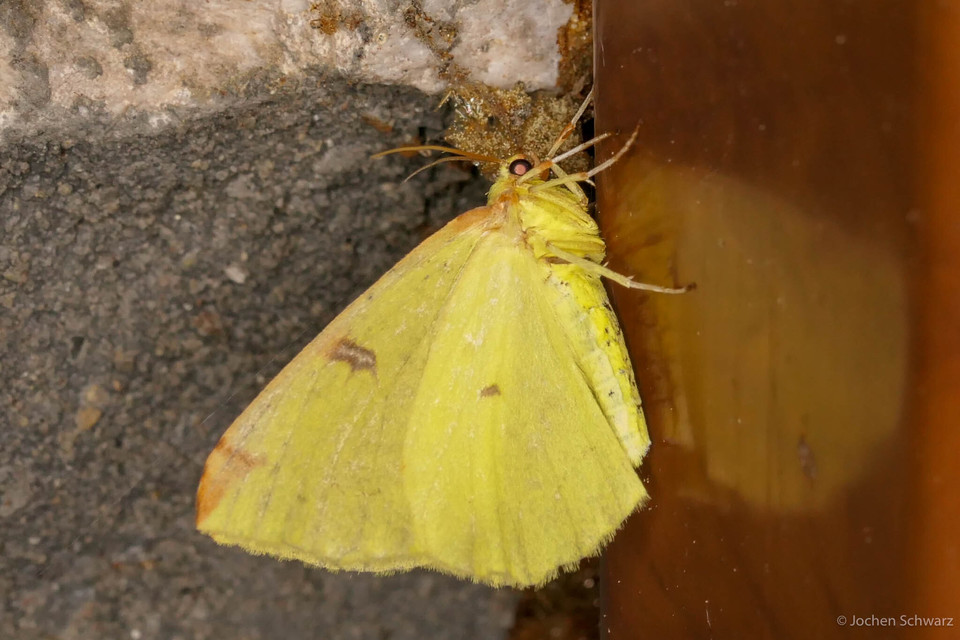 Opisthograptis luteolata - citromsárga araszoló