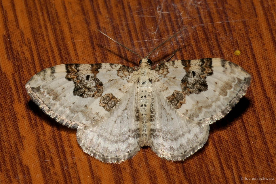 Xanthorhoe montanata - hegyi tarkaaraszoló