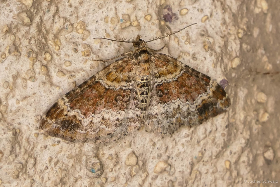 Xanthorhoe spadicearia - sávos tarkaaraszoló