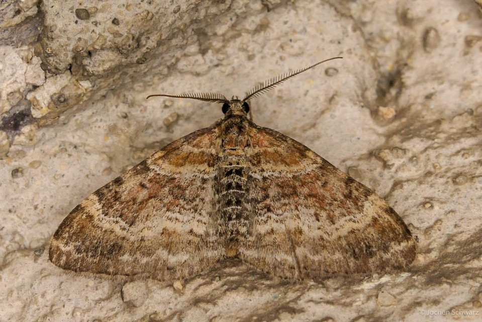 Xanthorhoe spadicearia - sávos tarkaaraszoló