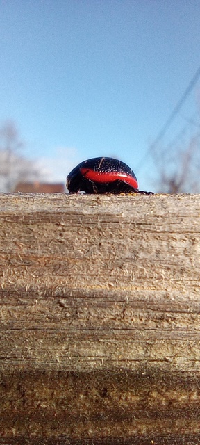 Chrysolina rossia - trapézhátú szegélyeslevelész