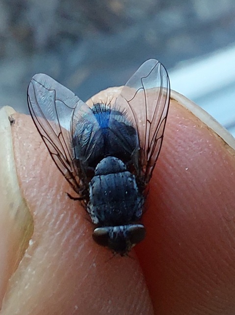 Calliphoridae - dongólegyek