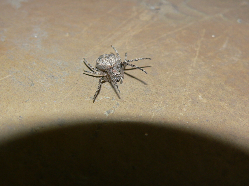 Larinioides ixobolus - ereszalji keresztespók