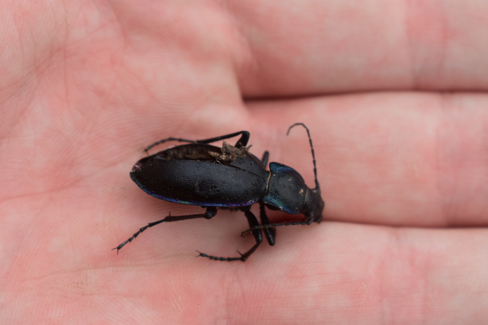 Carabus violaceus pseudoviolaceus - hegyi kékfutrinka Carabus violaceus pseudoviolaceus - hegyi kékfutrinka