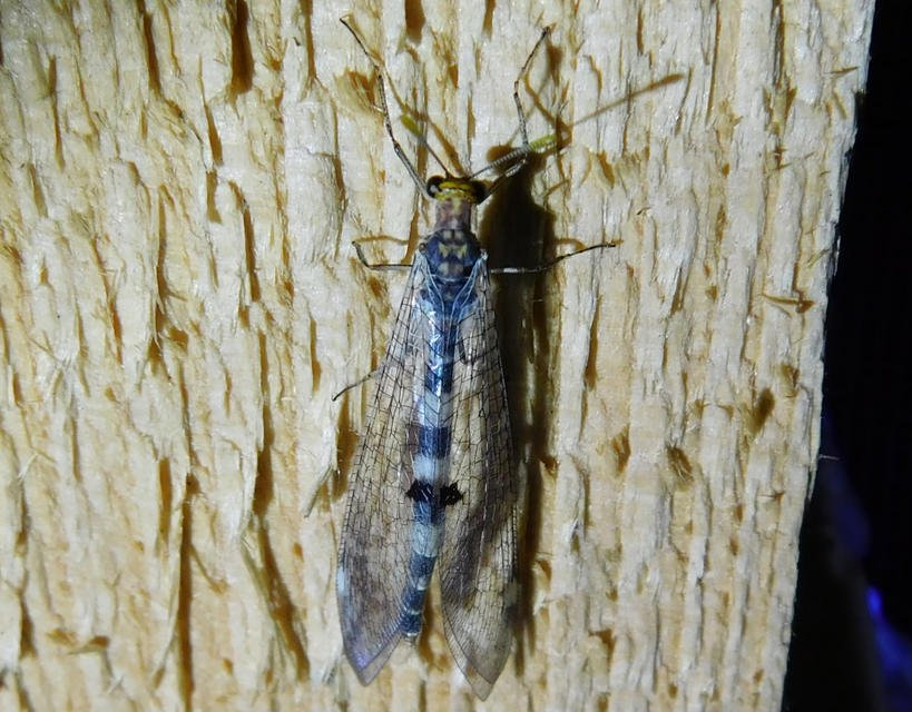Megistopus flavicornis - kétfoltos hangyaleső