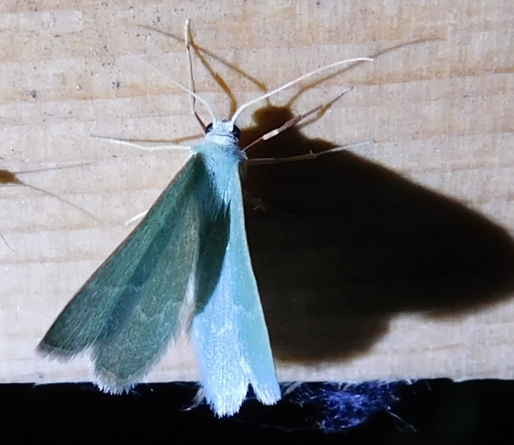 Phaiogramma etruscaria - fehérpettyes zöldaraszoló
