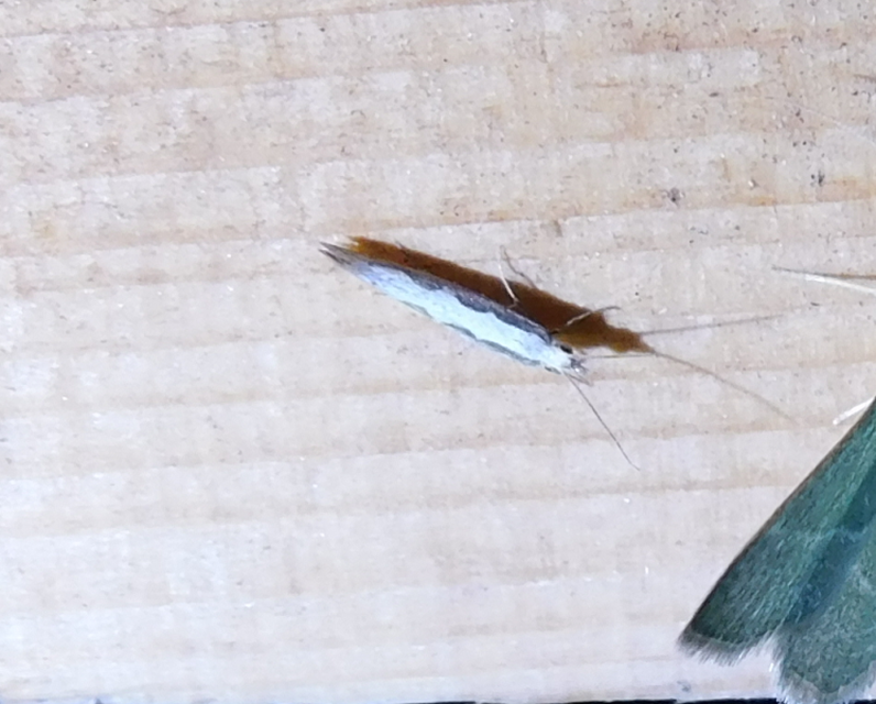 Plutella xylostella - káposztamoly