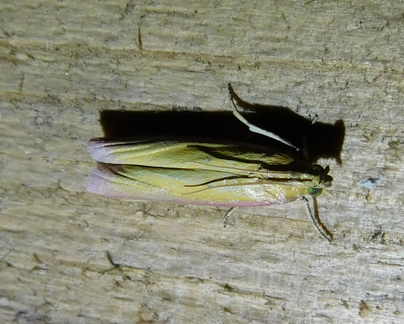 Oncocera semirubella - lucernamoly