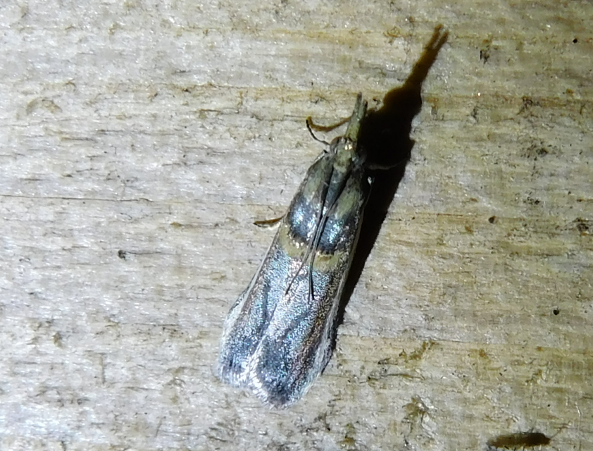 Etiella zinckenella - akácmoly