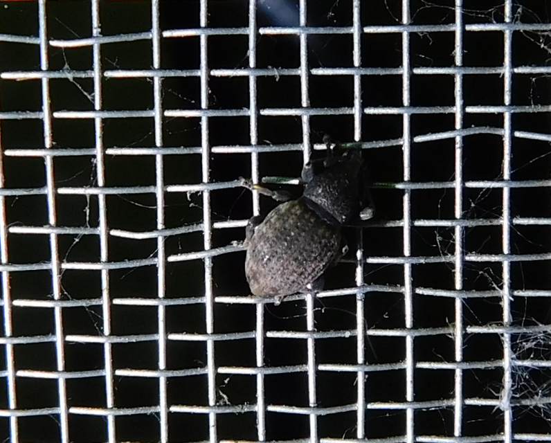 Otiorhynchus raucus - molyhos gyalogormányos