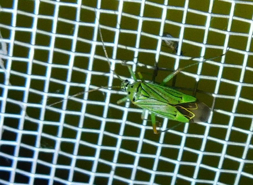 Mermitelocerus schmidtii