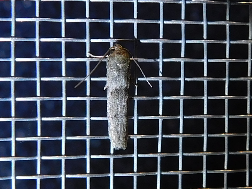 Blastobasis