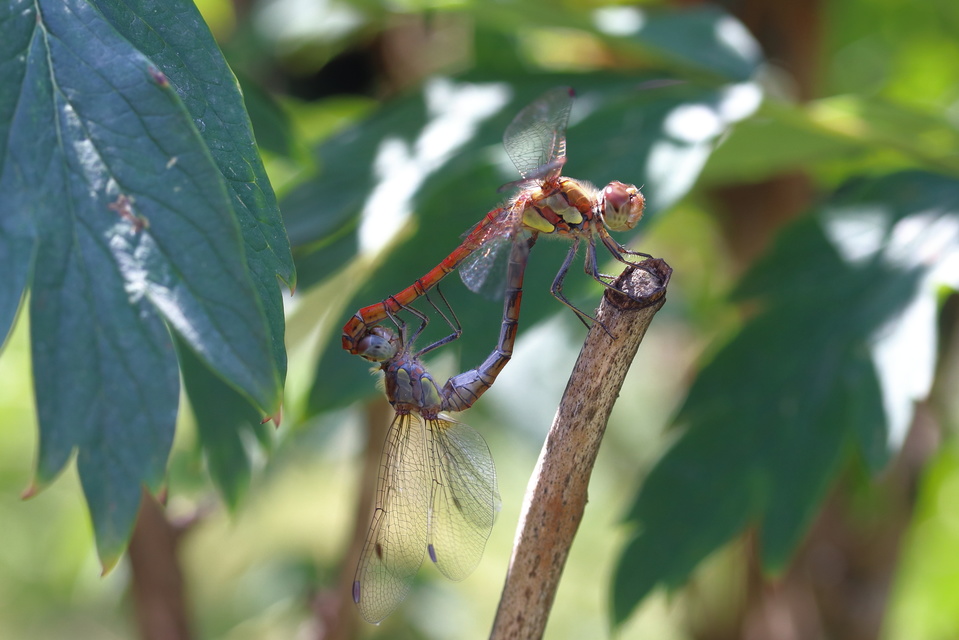 Sympetrum striolatum - harántsávos katona-szitakötő
