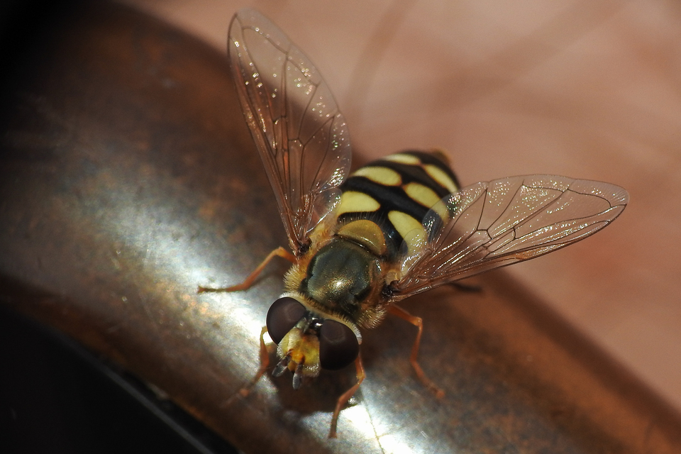 Eupeodes