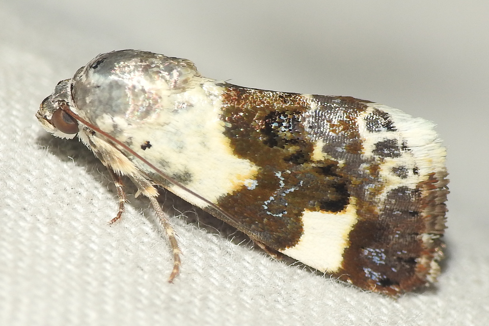 Acontia lucida - fehér nappalibagoly
