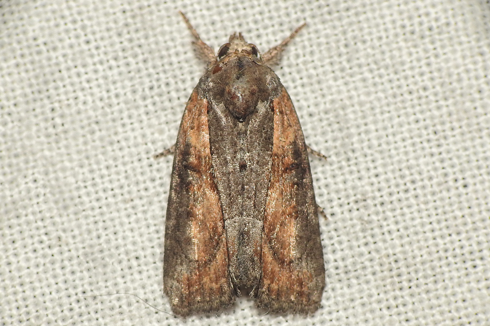 Bryophila raptricula/felina