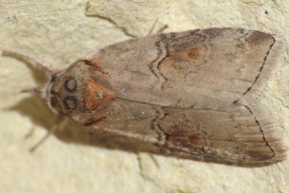 Nycteola asiatica - nyárfa-trapézbagoly