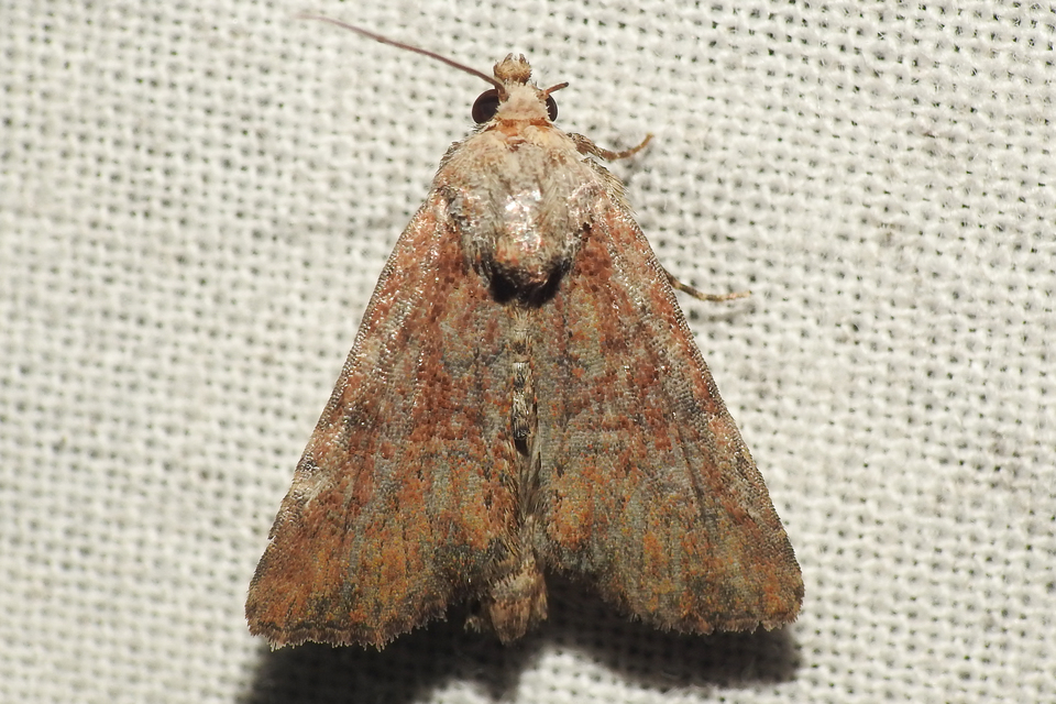 Mesoligia furuncula - kétszínű dudvabagoly