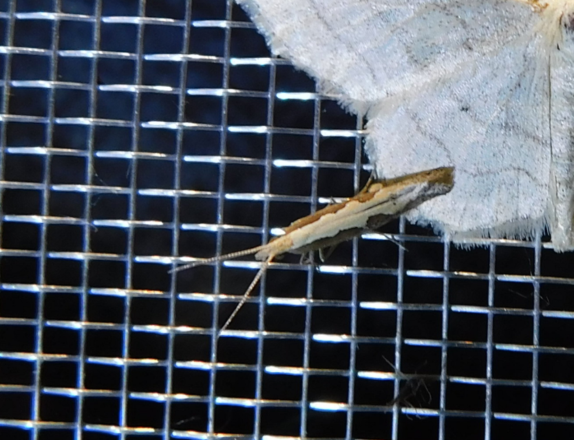 Plutella xylostella - káposztamoly